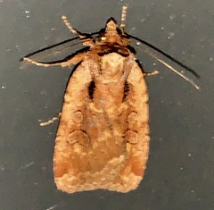 Eueretagrotis attentus