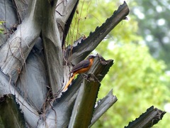 Cossypha albicapillus