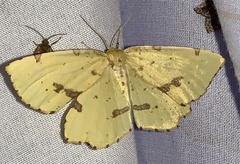 Xanthotype urticaria