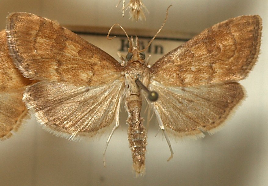 Fulvous Pearl