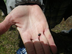 Cosmopepla conspicillaris