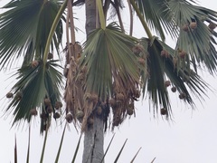 Ploceus cucullatus