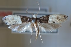 Trichophaga tapetzella