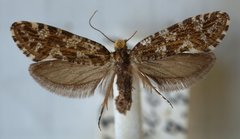 Triaxomera parasitella