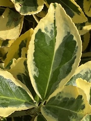 Euonymus japonicus radicans