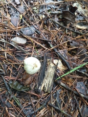 Panaeolus solidipes