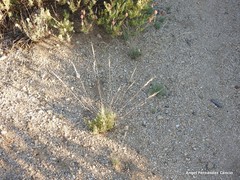 Corynephorus canescens