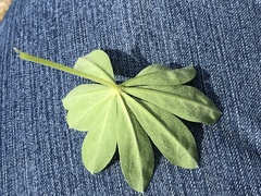 Lupinus nootkatensis