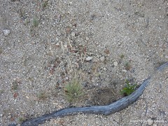 Corynephorus canescens