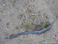 Corynephorus canescens