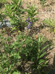 Lupinus nootkatensis