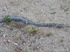 Corynephorus canescens