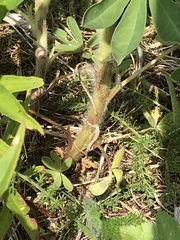 Lupinus nootkatensis