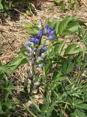 Lupinus nootkatensis