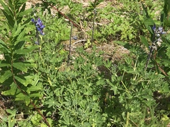Lupinus nootkatensis
