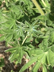 Lupinus nootkatensis