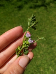 Malva nicaeensis