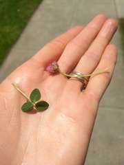 Trifolium fragiferum