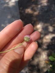 Trifolium fragiferum