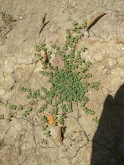 Euphorbia serpens