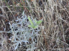 Lupinus hispanicus
