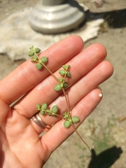 Euphorbia serpens