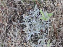 Lupinus hispanicus
