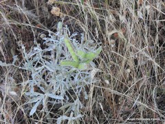 Lupinus hispanicus