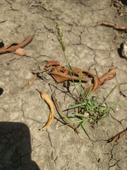 Poaceae