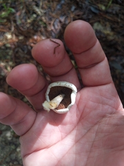 Panaeolus solidipes