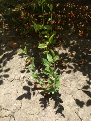 Convolvulus arvensis