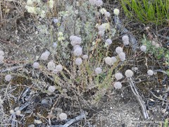 Jasione sessiliflora