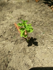 Euphorbia peplus