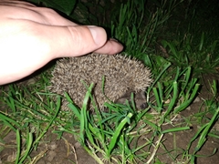 Erinaceus roumanicus