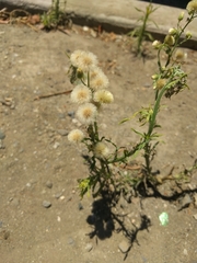 Erigeron bonariensis