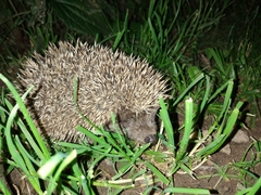 Erinaceus roumanicus