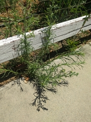 Erigeron bonariensis