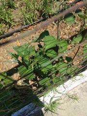 Solanum