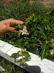Araujia sericifera