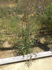 Lactuca serriola