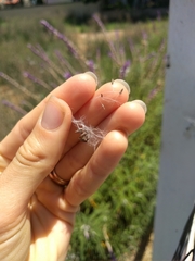 Lactuca serriola