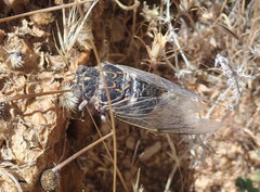 Cacama californica