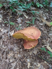 Baorangia