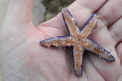 Asterias rubens