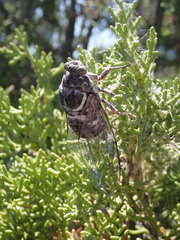 Cacama californica