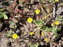 Erythranthe pulsiferae