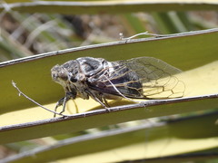 Cacama californica