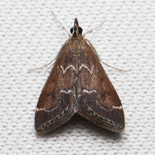 Frosted Pyrausta