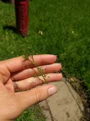 Cyclospermum leptophyllum