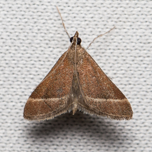 Lethal Pyrausta photo 2